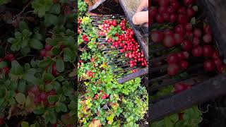 wildberry harvesting lingonberry cranberry blueberry berryfarm [upl. by Stead]