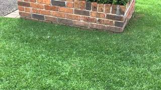 Kikuyu Lawn Care Lawn Greener Lawn Aerator What Grass Is That Love My Lawn [upl. by Gitel]