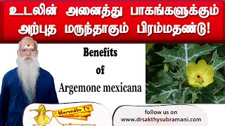 உடலின் அனைத்து பாகங்களுக்கும் அற்புத மருந்தாகும் பிரம்மதண்டு [upl. by Czarra]