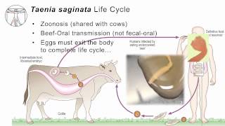 Helminths T saginata [upl. by Gula]