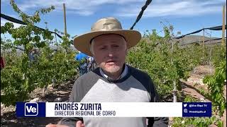 NOTA Productores de Cerezos en Coquimbo se Preparan para Exportaciones [upl. by Nappie]