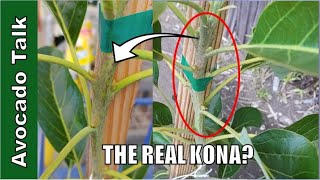 Should I Replace My Kona Sharwil Avocado 🥑Avocado Talk🥑 [upl. by Notlit389]