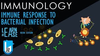 Immune Response to Bacterial Infection Basics to the Core [upl. by Cod]