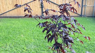 Japanese Maple Bonsai  First root work and repot  February 2023 [upl. by Drawd]