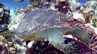 Hawksbill 3 [upl. by Irot405]