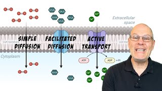 What are the Differences Between Simple Diffusion Facilitated Diffusion and Active Transport [upl. by Jordon685]