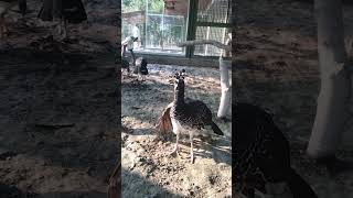 Black curassow kingdomofawais curassow shortsvideo [upl. by Notnad]