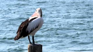 Australian Pelican Pelecanus conspicillatus  Brillenpelikan 4 [upl. by Gnat]