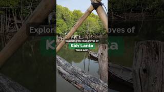 Ko Lanta  Mangrove Longtail Boat Tour [upl. by Fransen162]