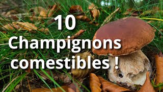 Reconnaître 10 CHAMPIGNONS COMESTIBLES facilement  Mes astuces [upl. by Edyth122]