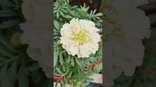 View of blooming winter flowers 🌻 at my terrace gardenmarigold gardenflowers viralshort  video [upl. by Dix]