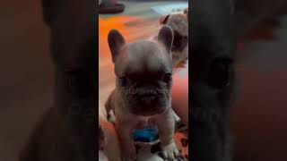 French Bulldog Puppies For Sale in Marion County [upl. by Anerec924]