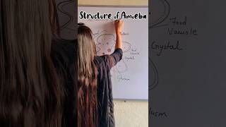 How to draw structure of Amoeba easily  Unicellular Amoeba shorts amoeba youtube shortsfeed [upl. by Reifnnej]