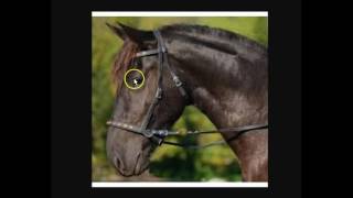 Explaining amp Understanding Bitless Bridles Hackamores Rope Halters amp Benefits For The Horse [upl. by Lindahl]