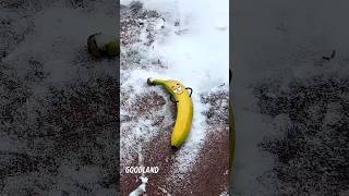 Goodland banana operation with suggest short video comedy video viralfunny [upl. by Ssej362]