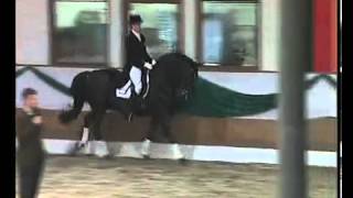 Hohenstein Trakehner stallion by Caprimond x Matador [upl. by Victoria]