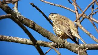 Mistle Thrush blending in with its surroundingsTurdus viscivorus  Τσαρτσάρα [upl. by Corabelle]