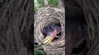 baby birds are unable to swallow it [upl. by Corrie]