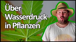 Woche 3 meines BubatzVersuchs mit Biobizz Lightmix  Bubatz mit Flol [upl. by Hochman334]