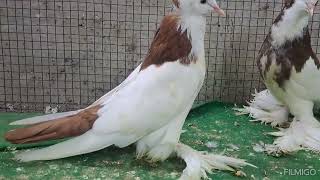 fancy pigeon call 📞 8686540011 hyderabad telangana state [upl. by Assirem647]