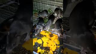 African Pouched Rat [upl. by Nitnerb827]