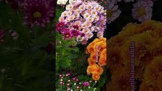 Beautiful colour flowersflowers roseflowergarden flowertypes nature flowervarieties rosegarden [upl. by Ahsataj969]