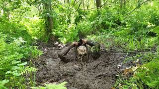 Bog snorkelling attempt  Masurian Forest Bog 2024  Day 1  Take 3 [upl. by Ydnil]