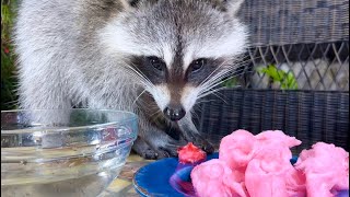 Raccoons Steal Cotton Candy [upl. by Shaughnessy]