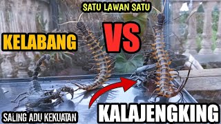 KELABANG VS KALAJENGKING GILA DILUAR DUGAAN EKSPERIMEN KELABANG VS KALAJENGKING [upl. by Anawal]