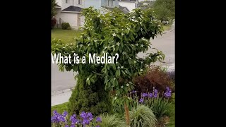 What is a Medlar [upl. by Lenny]