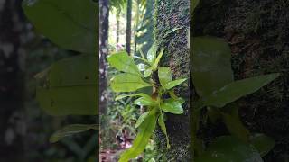 Asplenium nidus is an epiphytic species of fern botany ferns biodiversity wildplant gogreen [upl. by Yellah]