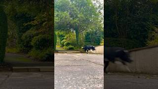 Border collie collie dog shorts video [upl. by Tnecillim266]