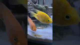 5 FVCTS  5 Facts About Parrot Fish  zfa shorts facts fish story viralvideo [upl. by Atinahc]