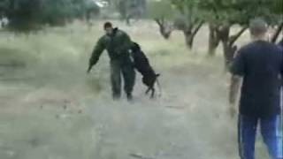 Bandog Mastiff protection 3 wwwbandoggr [upl. by Sosanna]