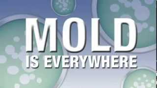 Healthful Home 5Minute Mold Test [upl. by Clovis420]