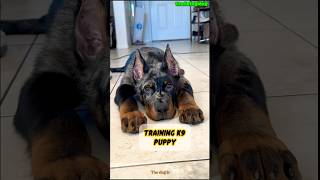 Puppy training k9 ❌❌❌ dog germanshepherd k9 dogtraining puppy belgianmalinois pitbull [upl. by Garrik]