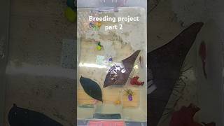 Betta breeding project part 2 Beautiful betta Fish Red OHM betta guppy bettabreeding [upl. by Budge]