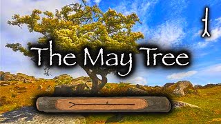 Hawthorn  Folklore Mythology and Magic of the May Tree [upl. by Aryas]