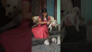 Puppies la Ivalo Cute ah Iruganga🥰SS Minivlog23😇satheeshshanmu shorts [upl. by Croix]