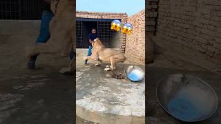 Shera 😱 animalsavior animallover tiger lion bigcatsindia liontiger animals wildlife [upl. by Ailehs]