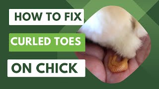 How to Fix Curled Toes on Chick [upl. by Brock]