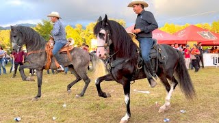 ⭐ CABALLOS BAILADORES EN LA CABALGATA SURUTATO 2022  4K P2 [upl. by Jews]