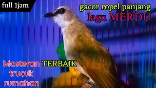 trucukan gacor ropel panjang Lagu merdu TERBAIK untuk masteran trucuk setengah jadi [upl. by Nedarb]