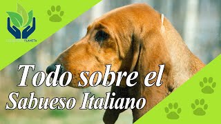 Sabueso italiano ¿Cómo es este perro [upl. by Nojel]