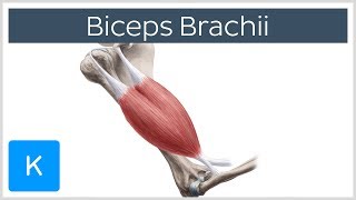 Biceps Brachii Muscle Overview and Action  Human Anatomy  Kenhub [upl. by Einahpts676]