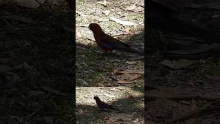 SPOTTED Crimson rosella [upl. by Christan91]