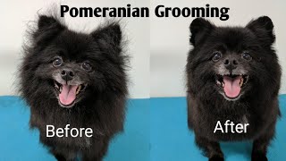 Pomeranian Grooming [upl. by Rollo]