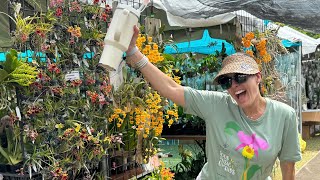 Redland International Orchid Festival 2024 Great Vendors amp Orchids Tips Before You Go Preview Day [upl. by Fidela]