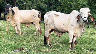 Toro gyr lechero FIV con rejistro traído de Costa Rica se rifa en septiembre y otro en octubre [upl. by Sakram405]