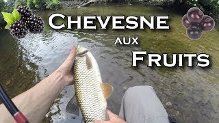 LA PECHE DU CHEVESNE AUX FRUITS Prunes Mûres Cerises [upl. by Aneert]